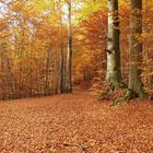 Jetzt werden die Tage kürzer und die  Bremswege länger und im Wald wirds immer heller.