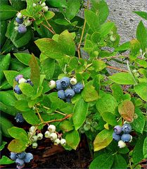 jetzt werden meine Blaubeeren / Schwarzbeeren reif