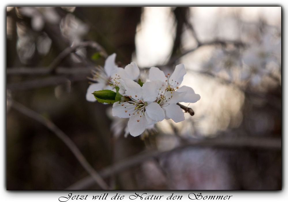 Jetzt will die Natur den Sommer