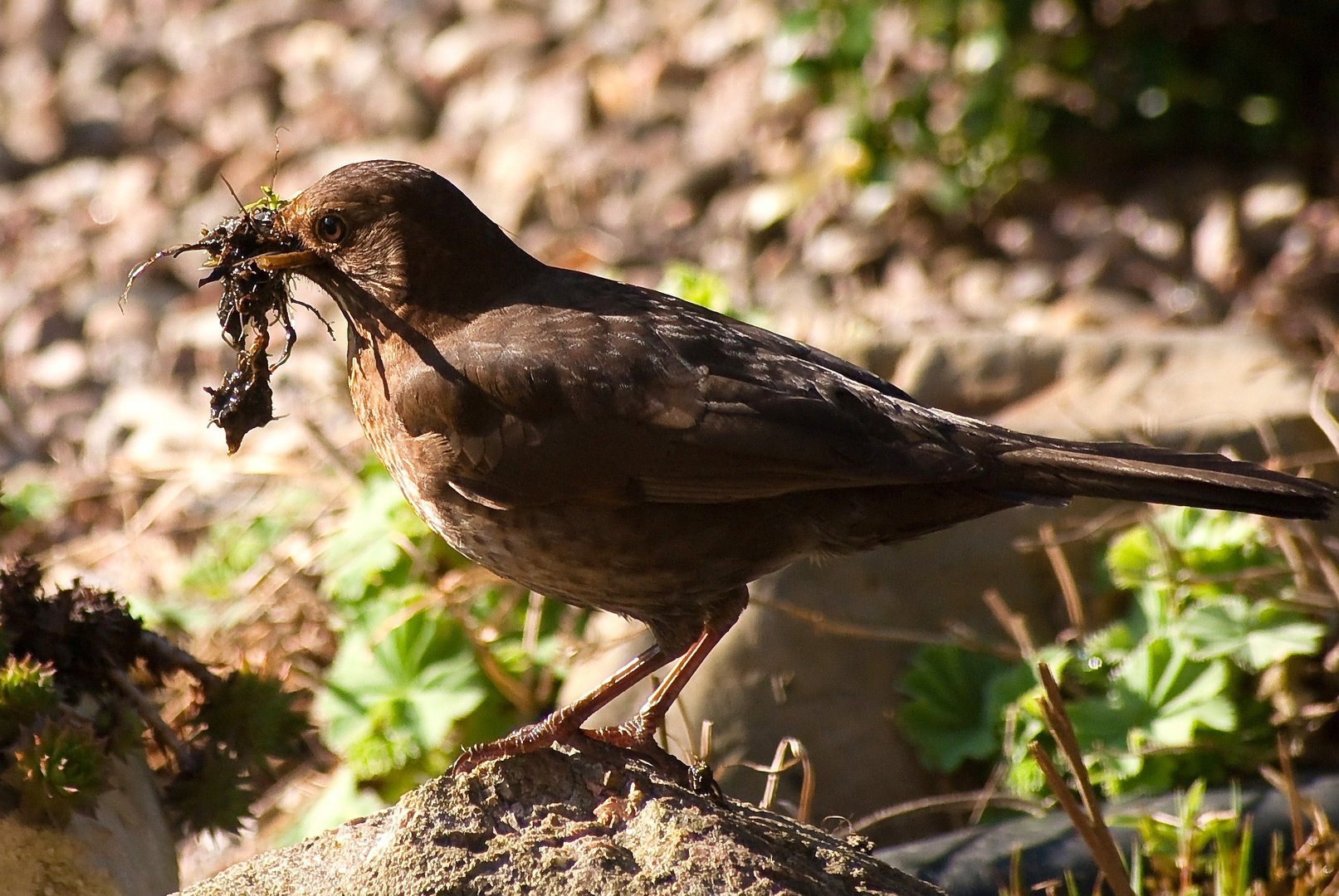 Jetzt wird ein Nest gebaut