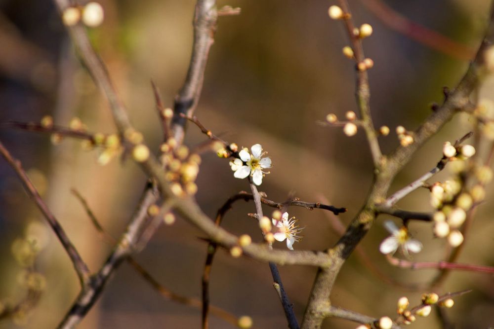 .Jetzt wird es aufwärtsgehen ..bald ist Frühlichgsanfang