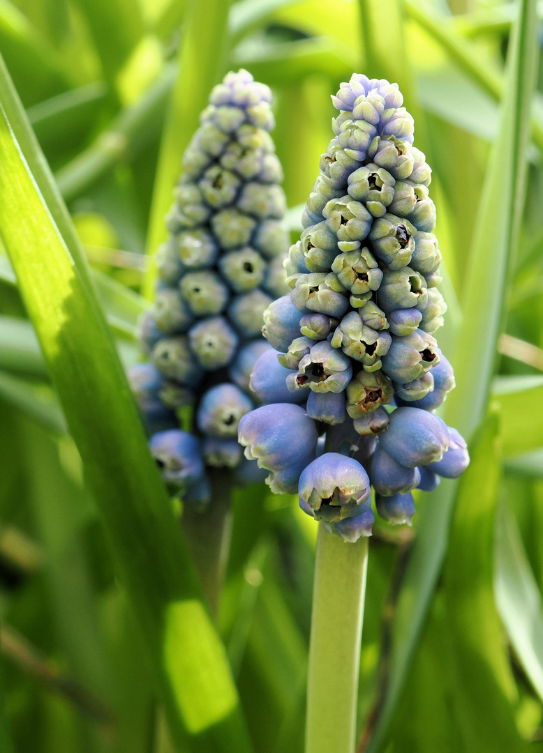 Jetzt wird es blau ….