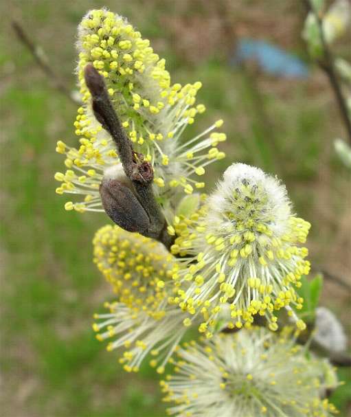 Jetzt wird es Frühling !!