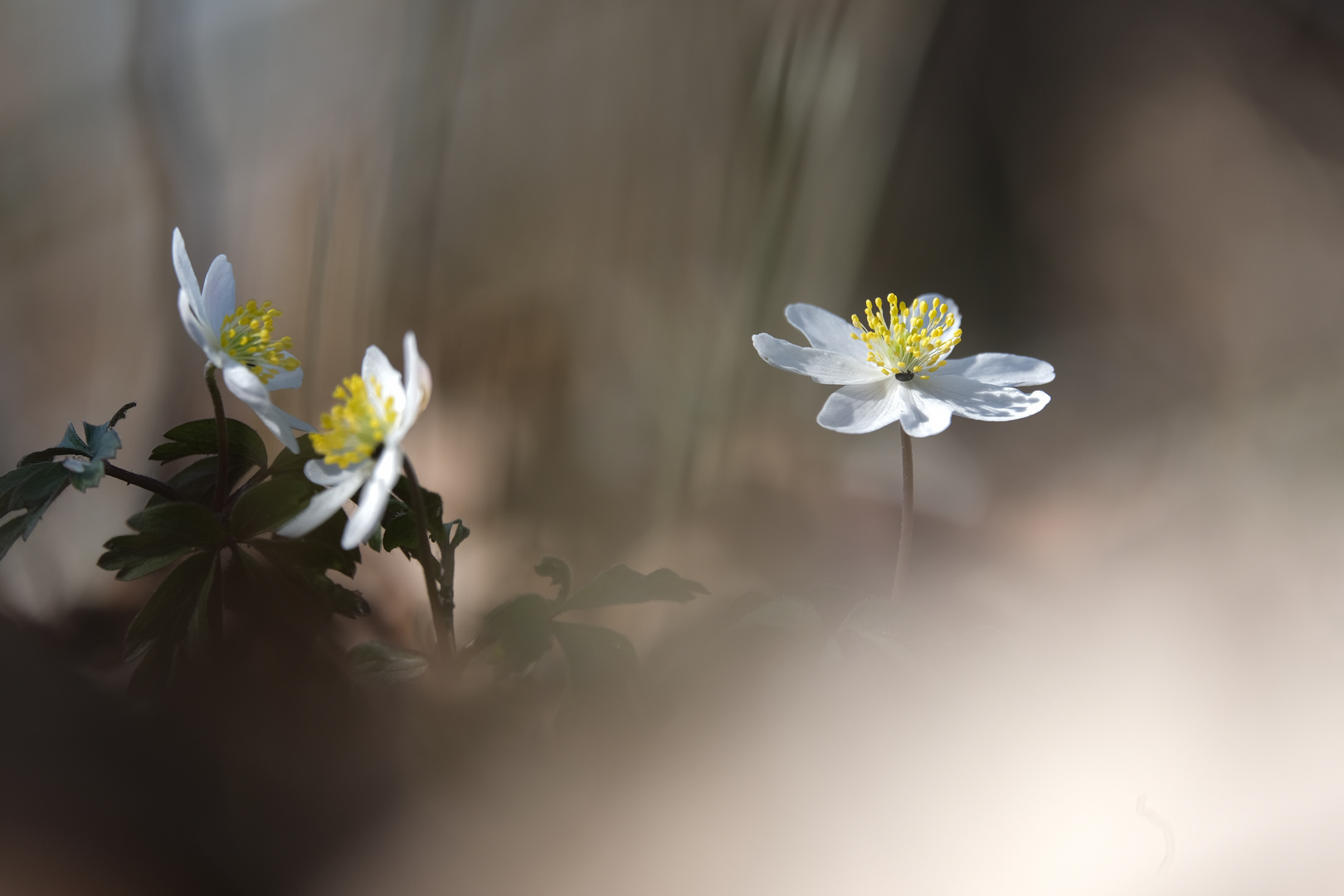 jetzt wird es Frühling