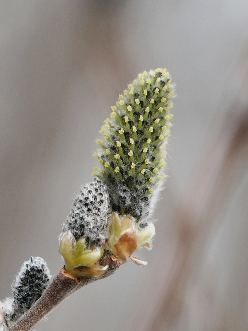 Jetzt wird es Frühling...