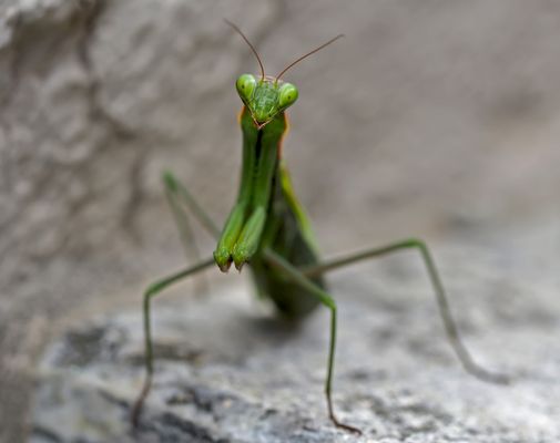 "Jetzt wird es mir zu kalt, ich verschwinde... Werdet ihr wohl nächstes Jahr meine Kinder sehen?"
