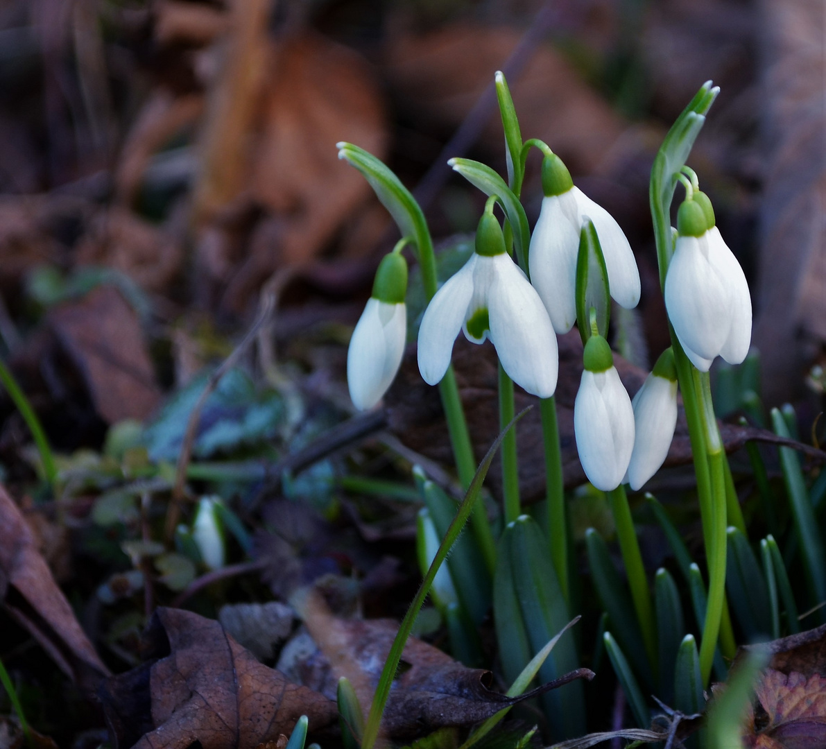 jetzt wird es wirklich Frühling....