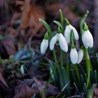 jetzt wird es wirklich Frühling....