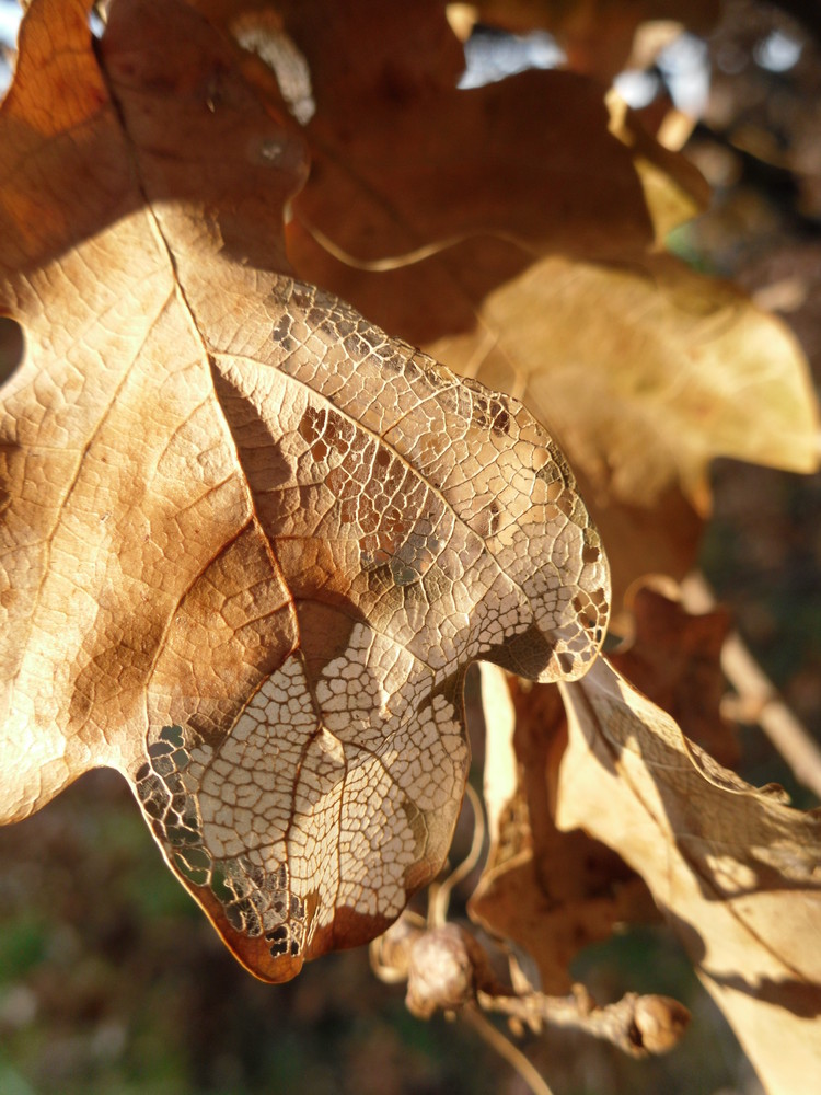 Jetzt wird es wirklich Herbst!