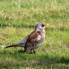 ...jetzt wird patrouille gegangen