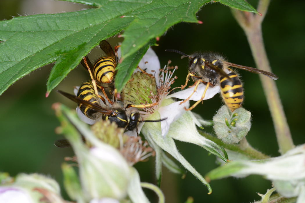 Jetzt wirds eng: 3 Wespen an einer Blüte