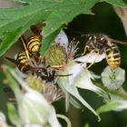 Jetzt wirds eng: 3 Wespen an einer Blüte