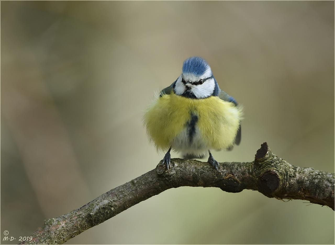 Jetzt wird's fluffig!