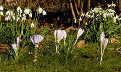 Jetzt wird`s Frühling