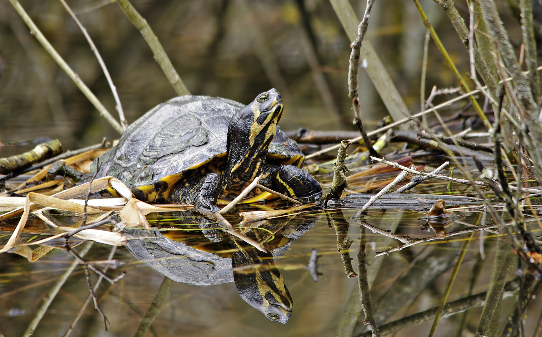 Jetzt wirds Frühling - Amerikanische Schmuckschildkröte