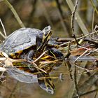 Jetzt wirds Frühling - Amerikanische Schmuckschildkröte