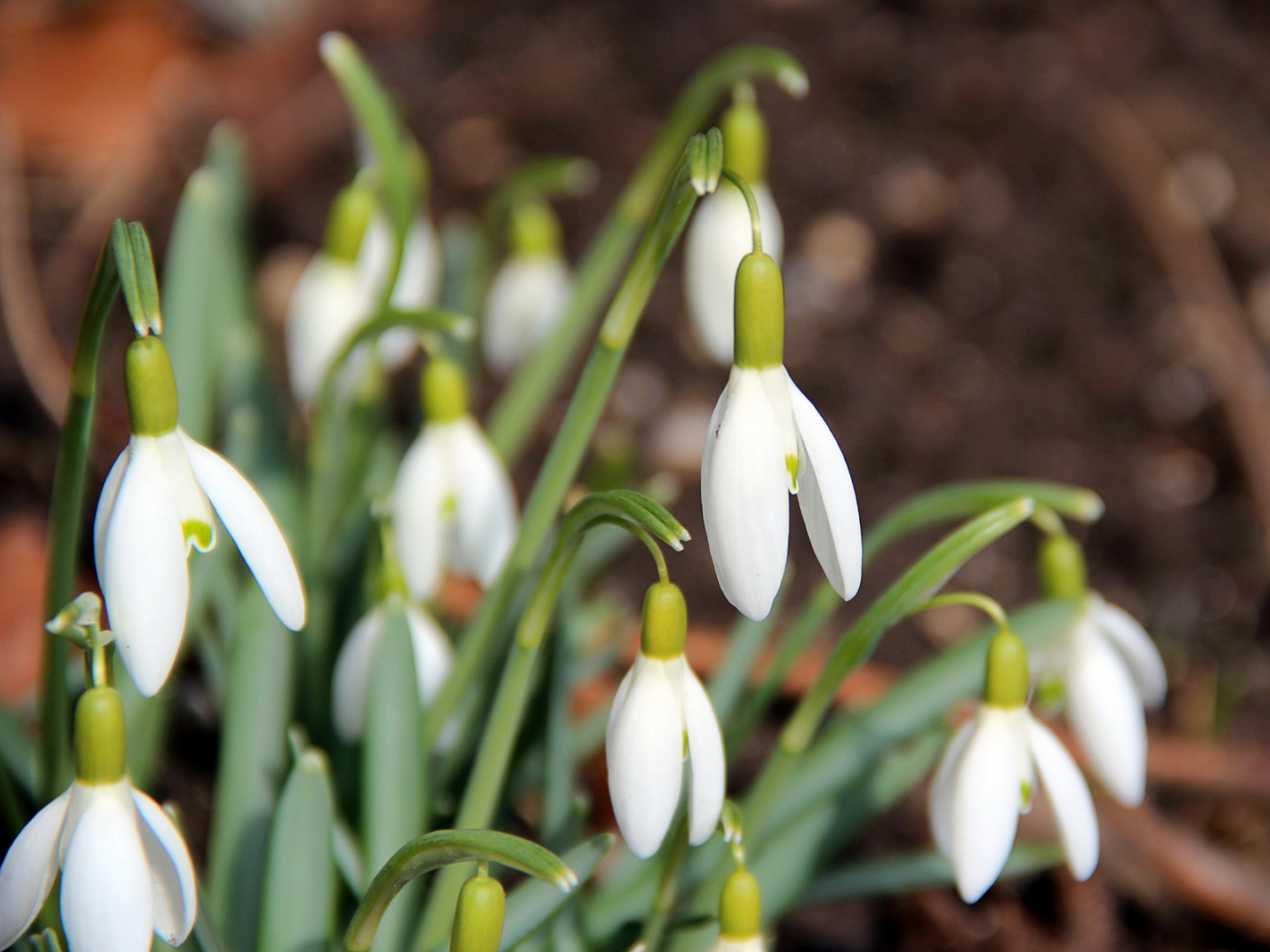 Jetzt wirds Frühling