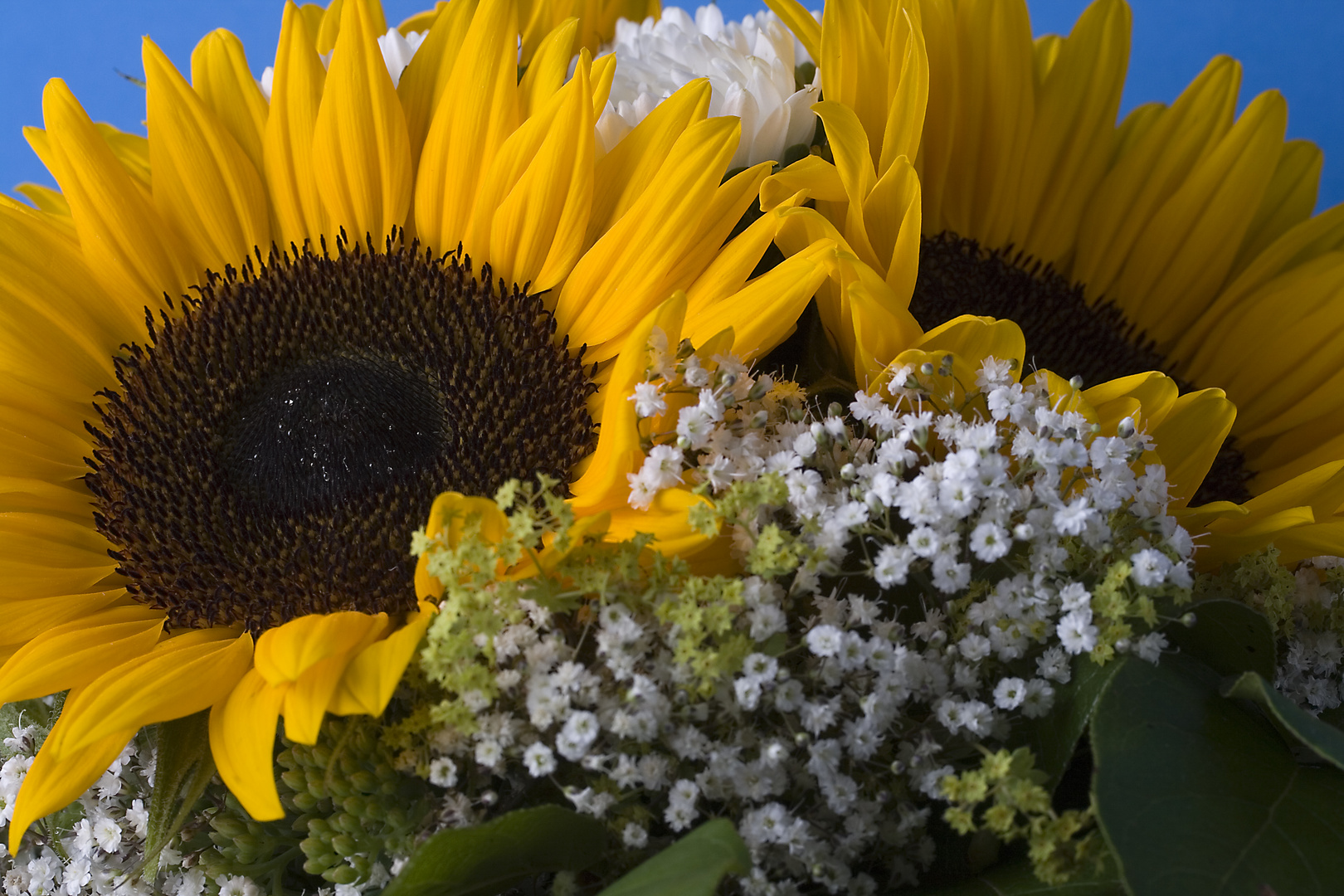 Jetzt wird's vielleicht Frühling !?!