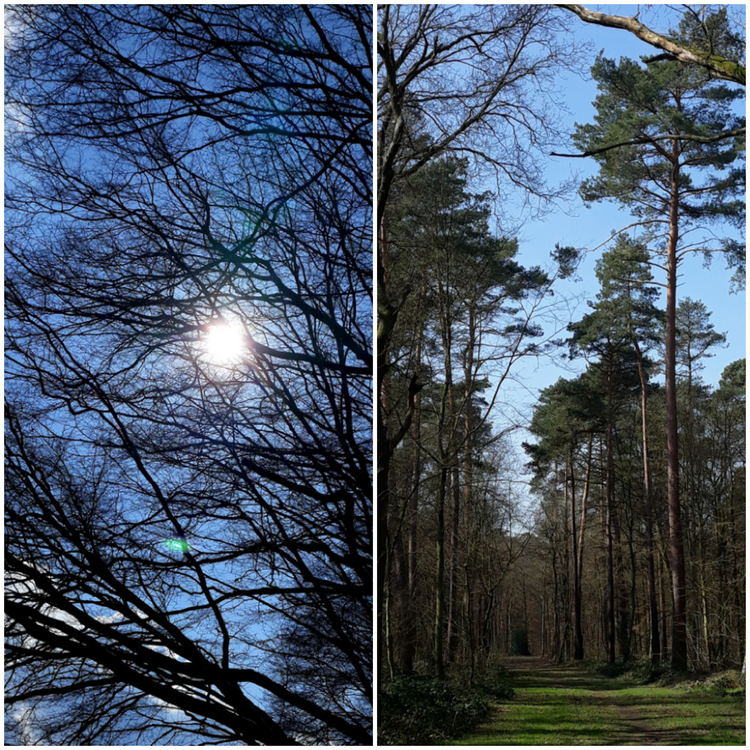 Jetzt wissen wir wie wichtig der Wald ist