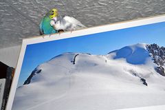 jetzt wollen die auch noch mit aufs Breithorn im Sommer