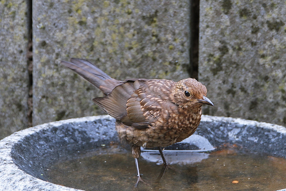 jetzt wollen die Jungen auch baden