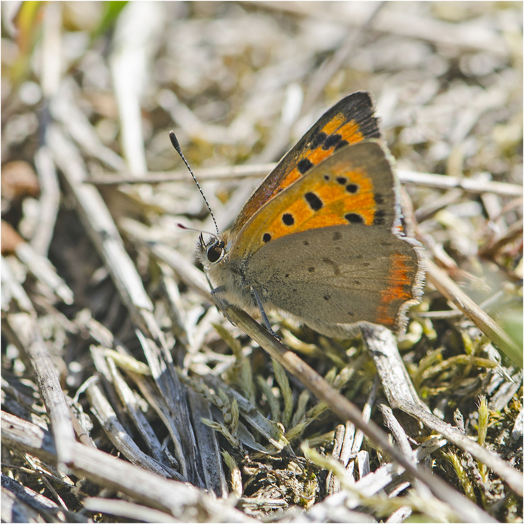 Jetzt zeigte der Kleine Feuerfalter (Lycaena phlaeas) sein "Feuer",  . . .