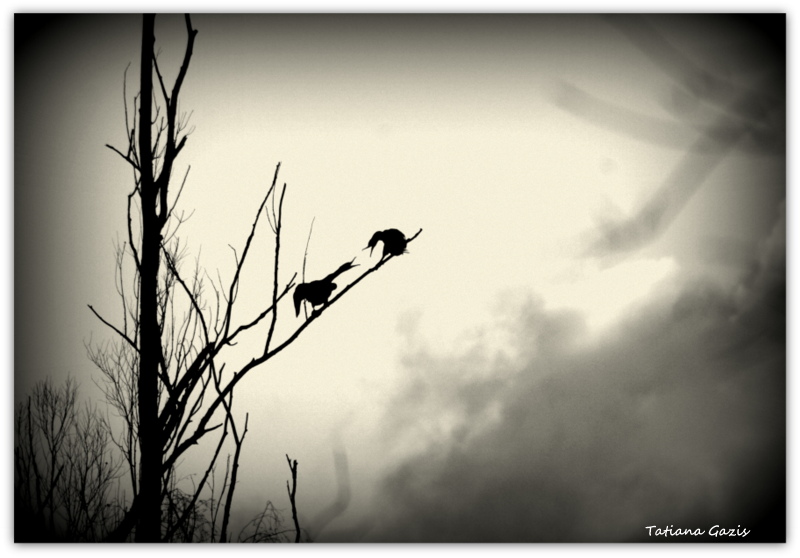 jeu d ombre ...des cormorans