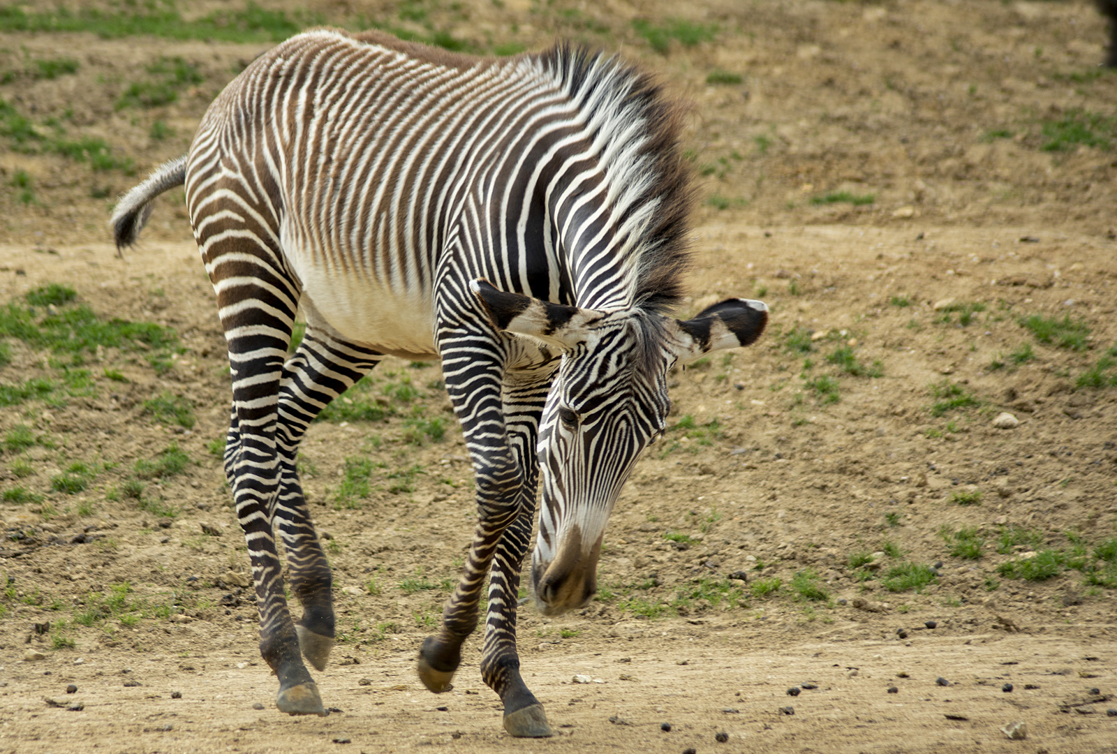 Jeu de jeune zèbre de Grévy (Equus grevyi)