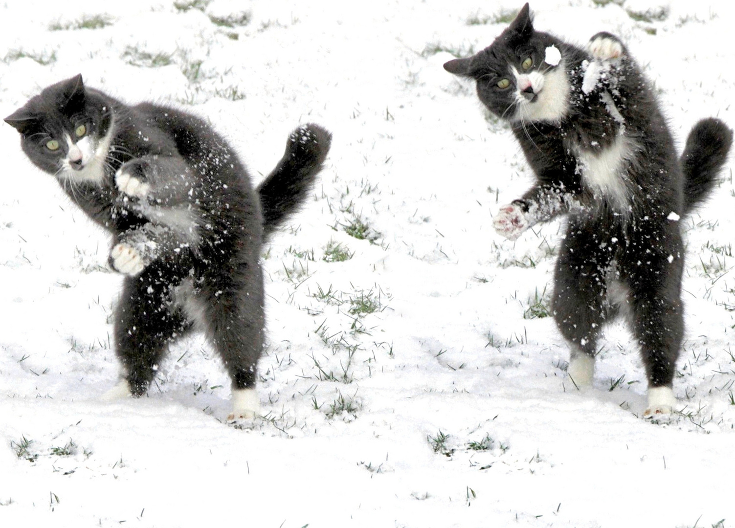 Jeu de neige !