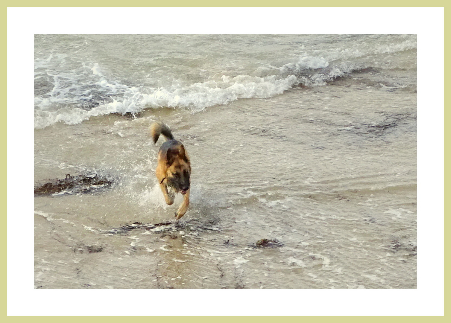 Jeu de plage  pour le chien