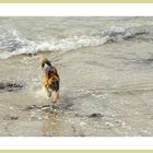 Jeu de plage  pour le chien