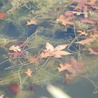 Jeu d'eau et de feuilles