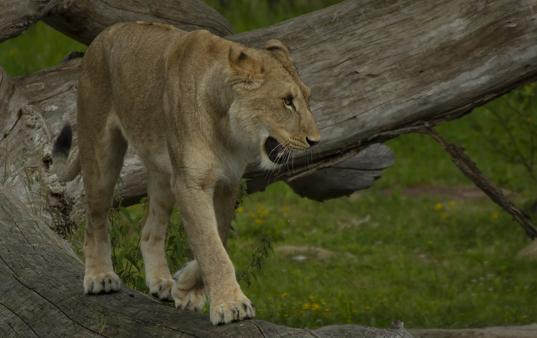 Jeu d'équilibre (Panthera leo leo, lion d'Afrique)