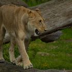 Jeu d'équilibre (Panthera leo leo, lion d'Afrique)