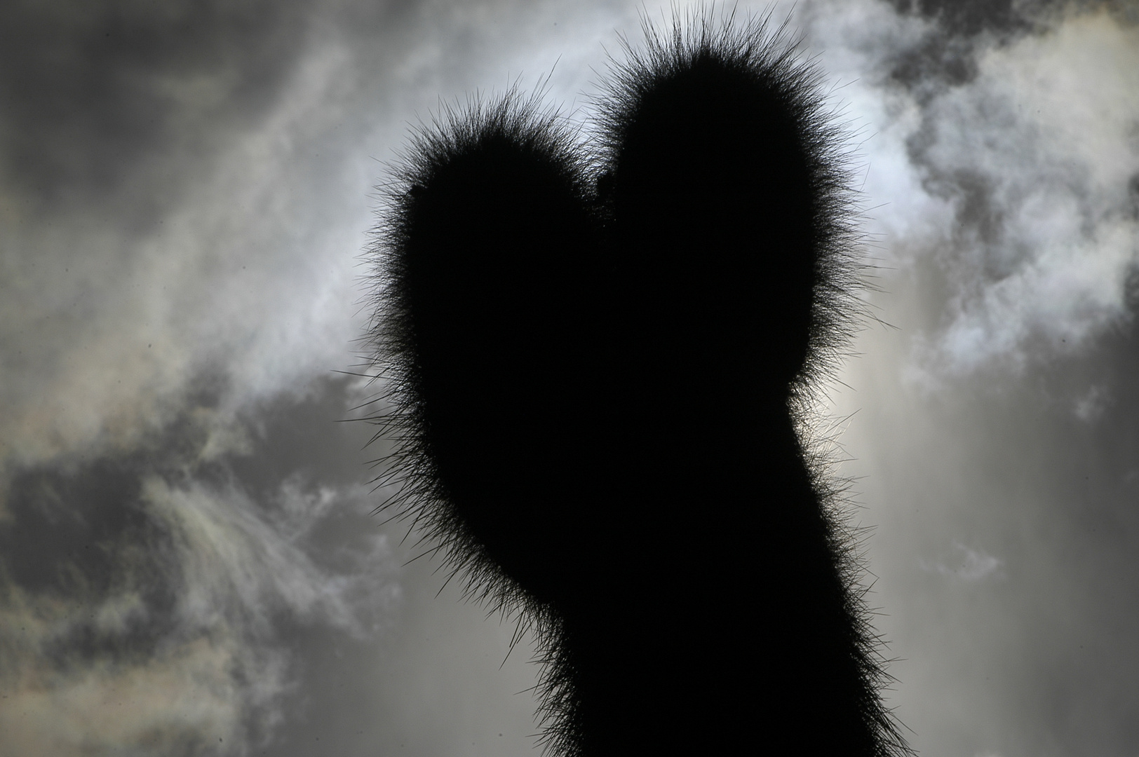 Jeu d'ombre et de cactus