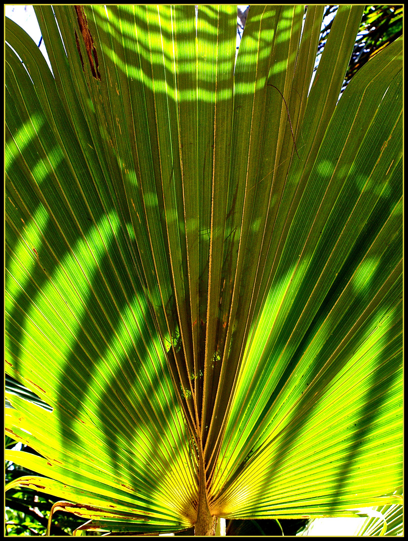 Jeu d’ombres et lumière dans un palmier - Licht- und Schattenspiel in einer Palme