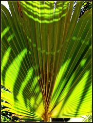 Jeu d’ombres et lumière dans un palmier - Licht- und Schattenspiel in einer Palme