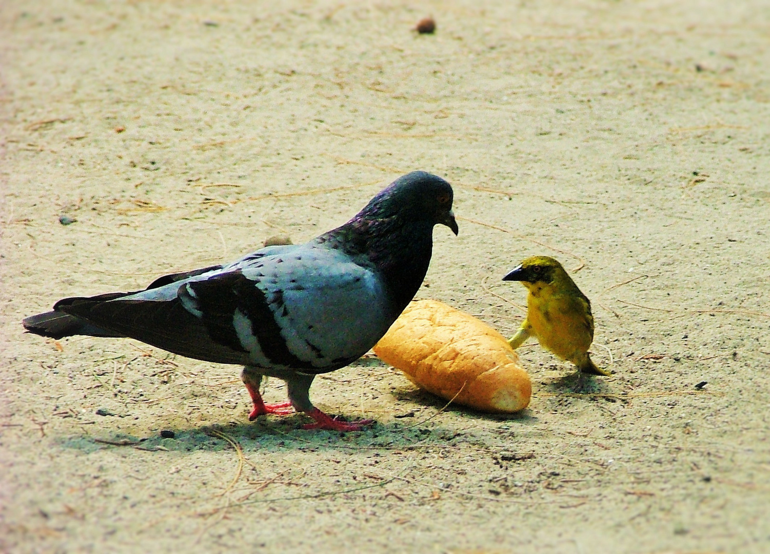 Jeu du béret entre un tisserin et un pigeon.