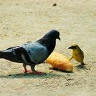 Jeu du béret entre un tisserin et un pigeon.