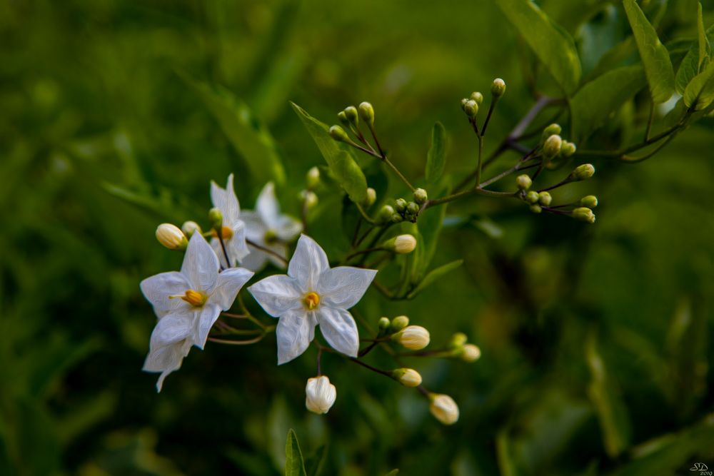 Jeudi vert au jardin 