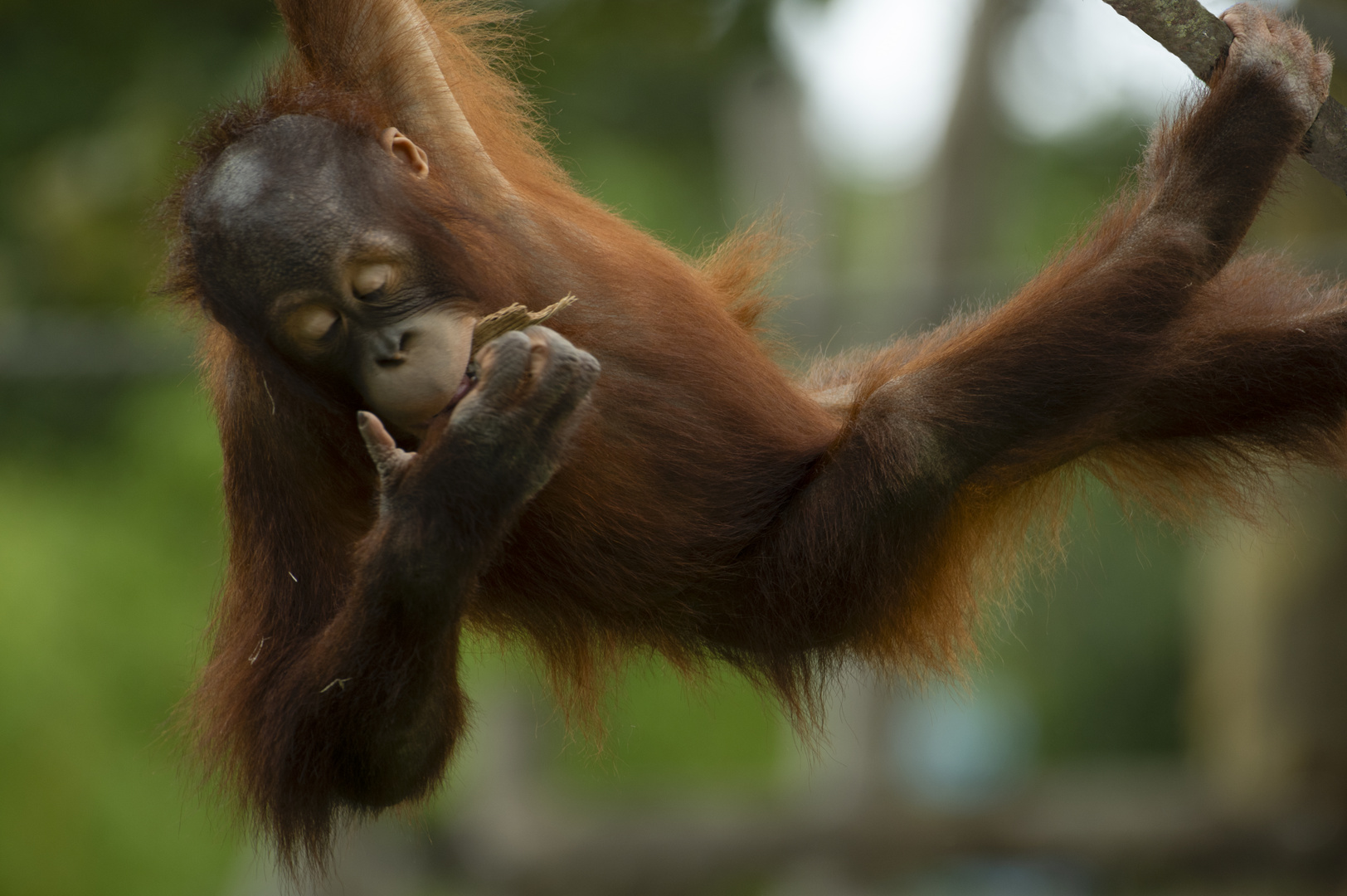 Jeune acrobate (Pongo pygmaeus, orang outan de Bornéo)