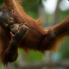 Jeune acrobate (Pongo pygmaeus, orang outan de Bornéo)