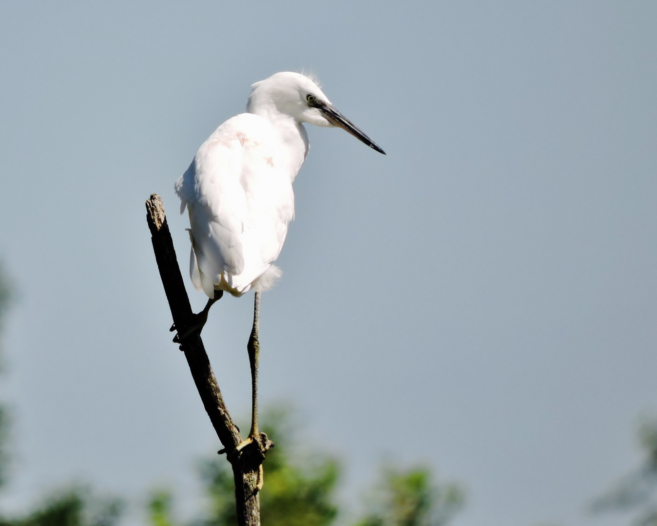 Jeune aigrette garzette 