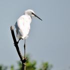 Jeune aigrette garzette 