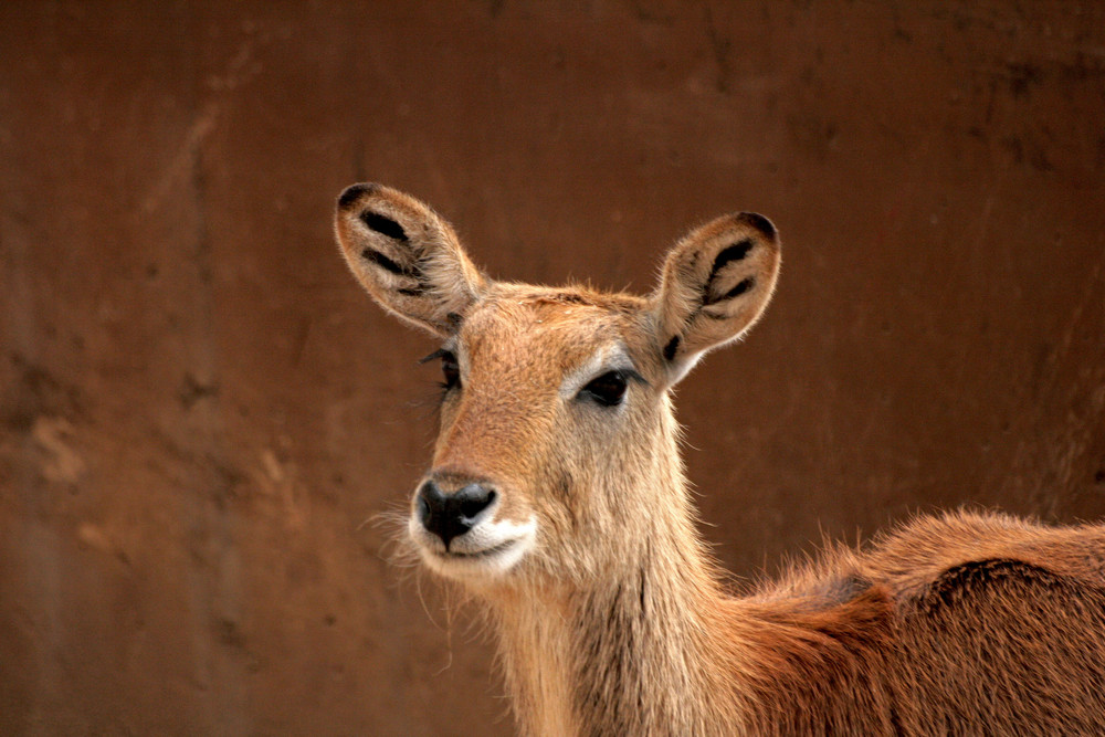 jeune antilope femellle