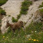 Jeune bouquetin au pied du Jalouvre (74)