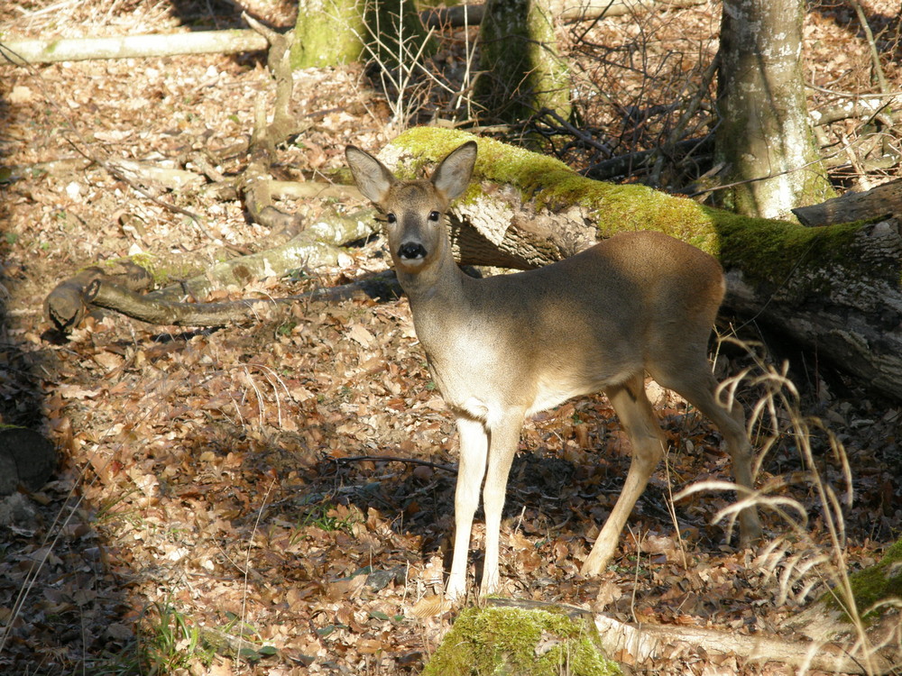 jeune brocard