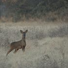 Jeune broquard avec déjà beaucoup de voix