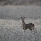 jeune broquard très curieux