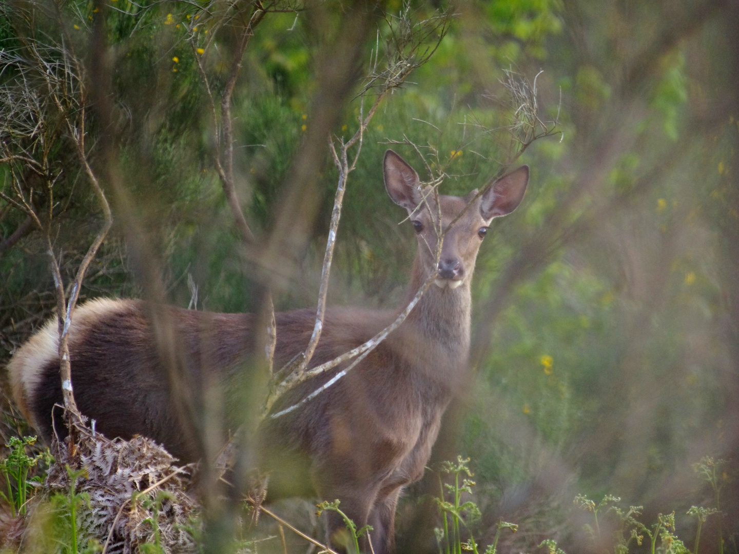 Jeune cerf (2)